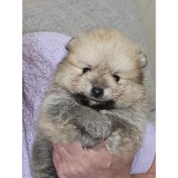 Otter - Cream sable male Pomeranian puppy in Queens, New York from Pawfect Soul Puppies
