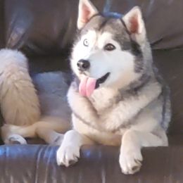 Misty - Siberian Husky