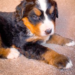 Bernedoodle, Bernese Mountain Dog, and Siberian Husky Puppies from Timberline Paws