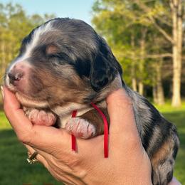 Mars - Merle male Bernedoodle puppy in St. James, Missouri from Backwoods Bernedoodles