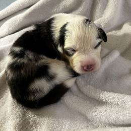 Kalimba - Blue merle male Australian Shepherd puppy in Bennett, Colorado from Alolan Angel Aussies