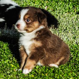 Miniature Australian Shepherd Puppies from Rockin D Mini Aussies