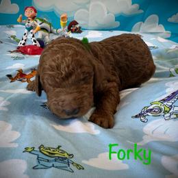 Forky - Red  male Poodle puppy in Houston, Texas from McEnery Standard Poodles
