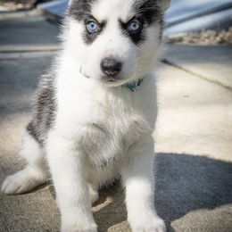 Siberian Husky Puppies from Lovi’s Fur Babies LLC
