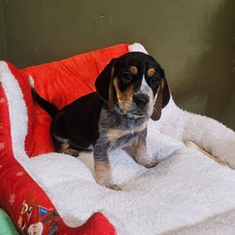 Blue boy - Black tan and redtick male Beagle puppy in Lore City, Ohio from Loves Kennel
