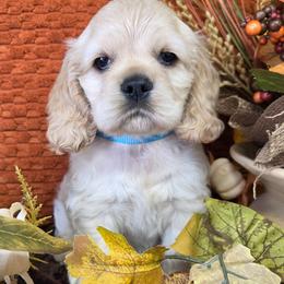 Biscuit - Buff male Cocker Spaniel puppy in Greers Ferry, Arkansas from Lake Area Cuddly Cockers