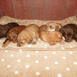 Labradoodle Puppies from North Country Kennel Club