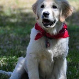 Gold Ducat Kennels breeder of American Eskimo Dog, Golden Retriever