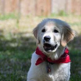 Gold Ducat Kennels breeder of American Eskimo Dog, Golden Retriever