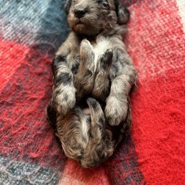 Sheepadoodle Puppies from Oak Hill Doodles