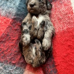 Sheepadoodle Puppies from Oak Hill Doodles