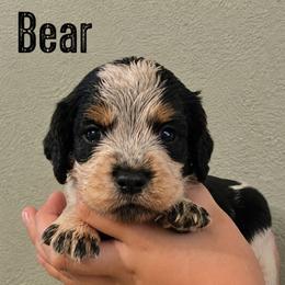 Bear - Tri-Roan male English Springer Spaniel puppy in Fort White, Florida from Thunderbird Springers