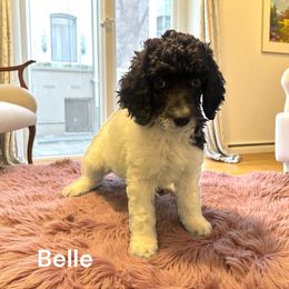 Belle - Parti female Poodle puppy in Washington, Pennsylvania from Patriotic Poodles