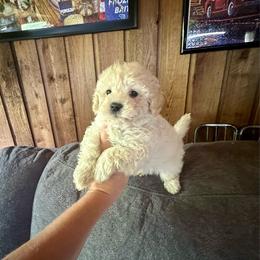 Salem - Merle male Maltipoo puppy in Coal City, Indiana from Angel Blue Dogs