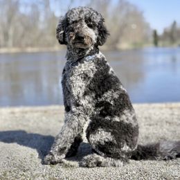 Loki - Goldendoodle