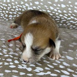 Orange Collar Female - Sable female Pembroke Welsh Corgi puppy in Victoria, Texas from Clear Creek Corgis