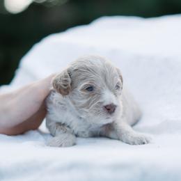 Cream - Cream male Cavapoo puppy in Perkasie, Pennsylvania from Little Paws by Harper