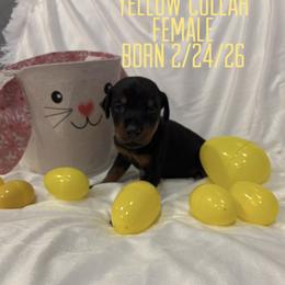 Tweety - Black and rust female Doberman Pinscher puppy in Wellington, Ohio from Jossie J's Dobermans
