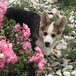 Collies and Pembroke Welsh Corgis from Terry Hansen's Collies & Corgis