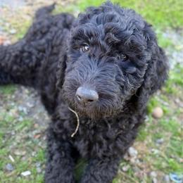 Pecan - Black male Goldendoodle puppy in Salem, Oregon from Capital Doodles