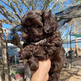Bruno - Chocolate male Shih Tzu puppy in Azusa, California from RJ Shih Tzu lover