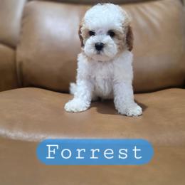 Forrest - male Cavapoochon puppy in Bullard, Texas from Cavapoochon Central LLC