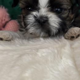 GIRL2 - Red and white female Shih Tzu puppy in Centralia, Washington from FRUFFLES SHIH TZUS