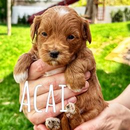 Acai - Red  female Goldendoodle puppy in Bountiful, Utah from Red Brick Doodles