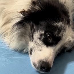 Border Collies from Sheps Farm Border Collies