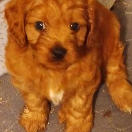 Boy one - Red male Cavapoo puppy in East Providence, Rhode Island from Marta's Cavaliers