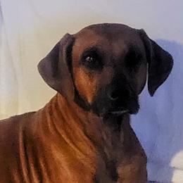Yanga  - Rhodesian Ridgeback