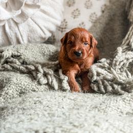 Boy 2 - male Goldendoodle puppy in Spokane, Washington from Dream Doodles in Spokane WA