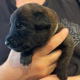 Iroh - Brindle male xDutch Shepherd puppy in Chelsea, Alabama from Alliance K9
