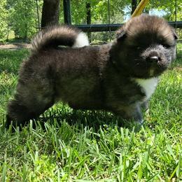 Fawn - Red, black overlay female Akita puppy in Granbury, Texas from Folklore Akitas