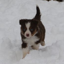 Girl 3 - Red tri-color female Miniature American Shepherd puppy in Tiskilwa, Illinois from First Harmony Farms