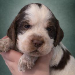 Lyra - Liver white and roan female English Springer Spaniel puppy in Florida from Thunderbird Springers