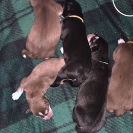 Siberian Huskies from Bella's Working husky