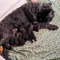 Bouvier des Flandres puppies from Sleeping Lady Bouviers