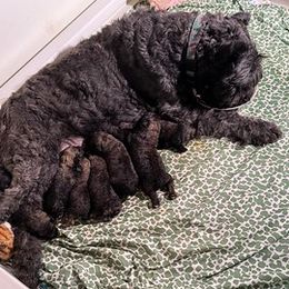Bouvier des Flandres puppies from Sleeping Lady Bouviers