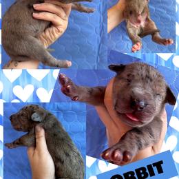 ORBIT - Brindle male Great Dane puppy in Wellsville, New York from Prophecy Danes