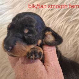 Girl 1 - Black and tan female Dachshund puppy in La Pine, Oregon from Lil Deschutes