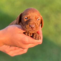 Female 3 - Golden rust female Vizsla puppy in Windsor, Maine from Pleasant Ridge