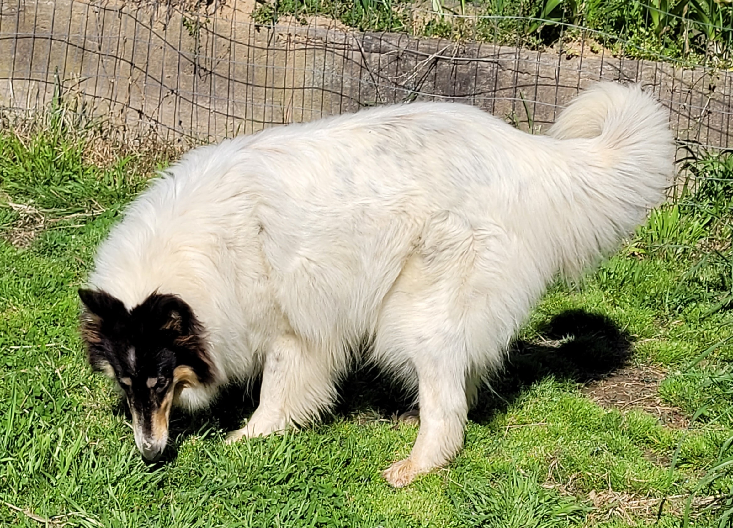 Satin - Collie