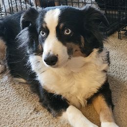 Abby - Miniature Australian Shepherd