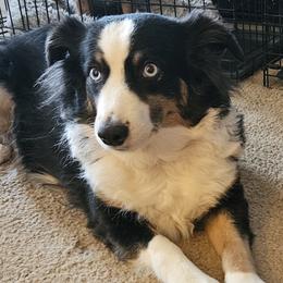 Abby - Miniature Australian Shepherd