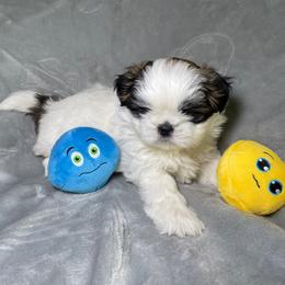 Shih Tzu Puppies from Ren