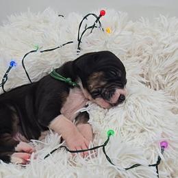 Dr. Finklestein - Mantle male Great Dane puppy in Caldwell, Idaho from Miner's Dynamic Danes