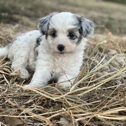 Girl 1 - Blue merle Aussiedoodle puppy in Garland, Kansas from Forester Farms