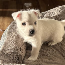 West Highland White Terrier Puppies from Westies of NC Highlands
