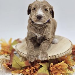 Purple girl - Goldendoodle puppy from Sweet Georgia Doodles